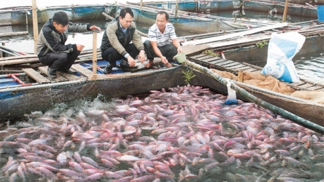 Làm gì để phát huy tiềm năng nuôi cá lồng, mang lại hiệu quả kinh tế? (24/10/2018)