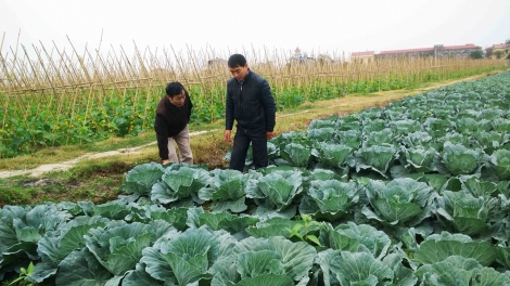 Mô hình sản xuất tiên tiến áp dụng trong vụ đông (15/10/2018)