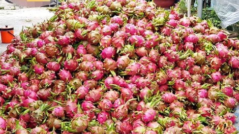 Đừng để người nông dân đơn độc - sau nhiều năm diễn ra tình trạng “được mùa mất giá” (8/10/2018)