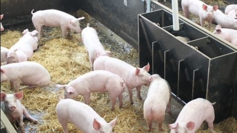 Hướng dẫn của chuyên gia về yếu tố chọn giống trong chăn nuôi (10/10/2018)