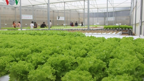 Nông nghiệp công nghệ cao: Làm sao để tăng mức thụ hưởng cho nông dân? (2/10/2018)