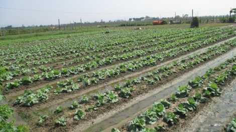 Những lưu ý cần thiết để canh tác vụ đông đạt hiệu quả (22/10/2018)