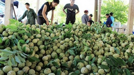 Kết nối hợp tác, mở rộng thị trường tiêu thụ cho nông sản Lạng Sơn (9/11/2018)
