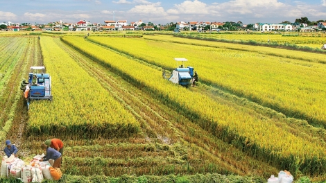 Tích tụ đất nông nghiệp - Cần sửa đổi Luật Đất đai 2013 (14/11/2018)
