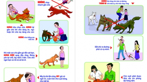 Bệnh dại – những điểm cần lưu ý (14/11/2018)