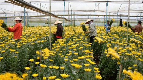 Làng hoa truyền thống Thái Phiên - Đà Lạt (16/11/2018)