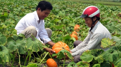 Làm sao xây dựng và phát triển hợp tác xã gắn với chuỗi giá trị? (5/11/2018)