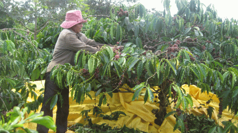 Tái canh cây cà phê làm sao để đẩy nhanh tiến độ? (14/11/2018)