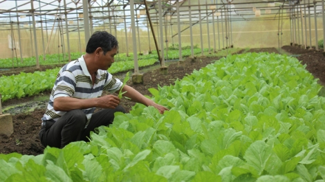 Hạn chế sử dụng thuốc bảo vệ thực vật- hướng đến sản xuất an toàn (7/11/2018)