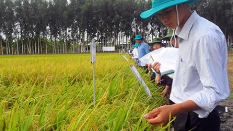 Giải pháp để phát triển ổn định, bền vững các loại lúa chất lượng, đặc sản (20/11/2018)