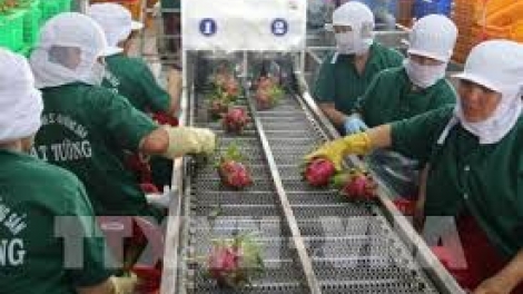 Chương trình sản xuất thực phẩm theo chuỗi – tiêu chí cho những bữa ăn an toàn (27/11/2018)