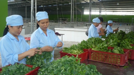 Hà Nội đẩy mạnh xây dựng mô hình kinh tế tập thể, hướng đi tất yếu của ngành nông nghiệp (7/12/2018)