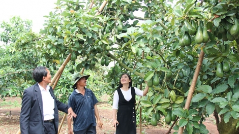 Tây  Nguyên: Bơ trái vụ cho giá trị kinh tế cao (23/12/2018)