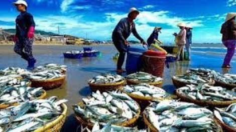 Loạt bài: "Gỡ thẻ vàng cho thủy sản Việt Nam vì một nghề cá bền vững". Bài 3: Tìm một chiến lược dài hạn (14/12/2018)