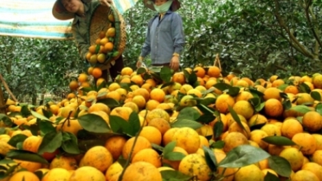 Dự án khởi nghiệp cam Cao Phong – 3T Farm (23/12/2018)