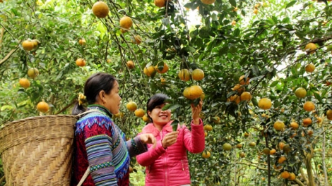 Phát triển cây ăn quả có múi theo chuỗi giá trị (18/11/2018)