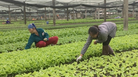 Phát triển hợp tác xã kiểu mới giúp nông dân làm giàu (19/12/2018)