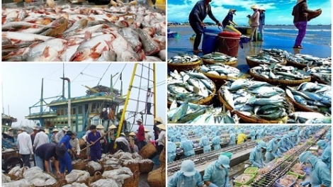 Loạt bài: "Gỡ thẻ vàng cho thủy sản Việt Nam - vì một nghề cá bền vững, trách nhiệm". Bài 1: Câu chuyện đằng sau chiếc "thẻ vàng".