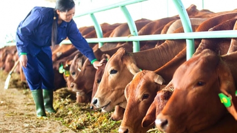 Ngành chăn nuôi trong năm 2018: Có nên chuyển hướng từ lợn sang đại gia súc? (25/2/2018)