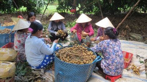 Xã An Nhơn, huyện Châu Thành: Sắc xuân hội quán đất sen hồng (11/2/2018)