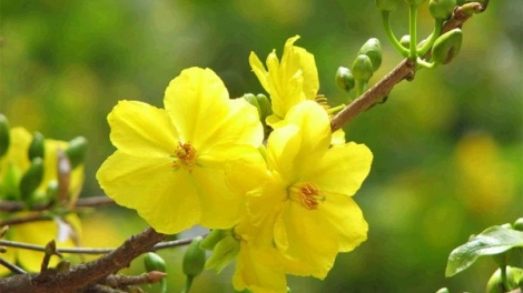 Trải lụa cầu 3 nhịp ..... (14/02/2018)
