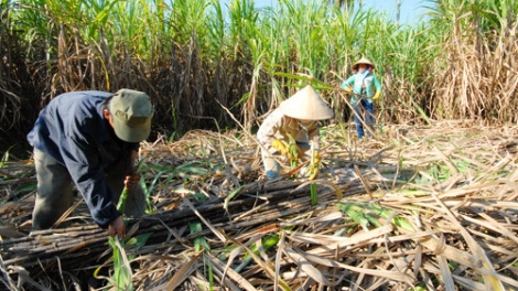 Làm gì để cứu ngành mía đường Việt Nam cùng hàng triệu nông dân từ vùng nguyên liệu? (28/02/2018)