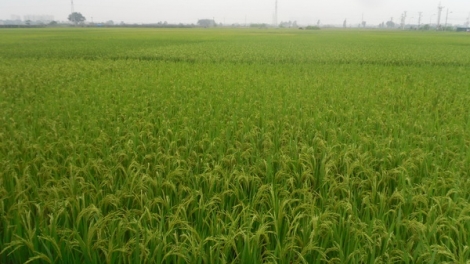 Hà Nam nâng cao giá trị trong sản xuất nông nghiệp (24/02/2018)