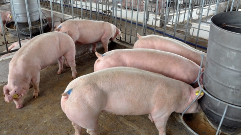 Giá thức ăn chăn nuôi tăng, người nuôi lợn tiếp tục gặp khó (28/02/2018)