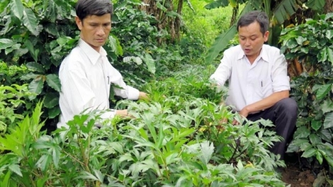 Người dân Kon Tum xuống đồng với cây dược liệu  (19/02/2018)