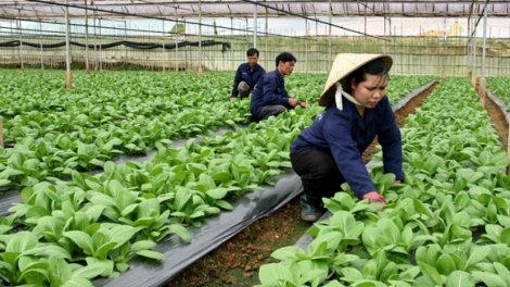 Xây dựng thương hiệu cho nông sản – Câu chuyện từ Đà Lạt  (17/03/2018)