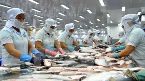 Cá tra Việt Nam đã vượt qua kỳ kiểm tra đầu tiên để tiếp tục xuất khẩu sang Mỹ. (Thời sự trưa 07/3/2018)