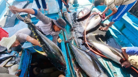 Những cảm xúc và nỗi vất vả trong quá trình tìm ra phương pháp và cách thức dự đoán ngư trường cá ngừ đại dương hiệu quả - hoàn toàn là của Việt Nam (19/3/2018)