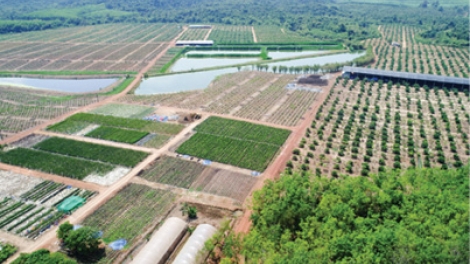 Gặp gỡ thầy giáo Vũ Khắc Quang với quyết định táo bạo: Nghỉ việc giảng dạy để về quê gom ruộng làm giàu   (06/03/2018)