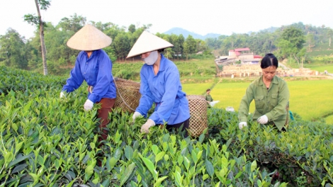 Thái Nguyên: Thay đổi tư duy của người trồng chè về sản xuất an toàn (13/03/2018)