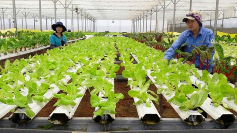 Nông dân Đà Lạt làm nông nghiệp công nghệ cao (31/3/2018)
