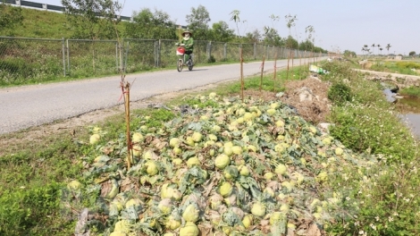 Giá su hào giảm và bài học sản xuất theo phong trào (15/3/2018)