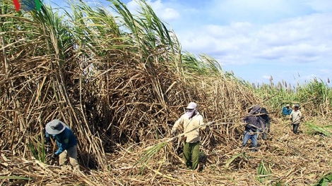 Nông dân trồng mía ở Đồng bằng sông Cửu Long tiếp tục gặp khó do mía đã thu hoạch nhưng không thể bán do các nhà máy đường vẫn còn tồn kho hàng chục nghìn tấn đường (Thời sự chiều 2/3/2018)