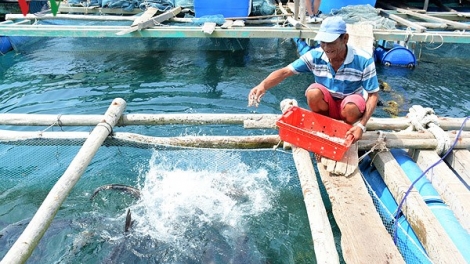 Để phát triển nuôi cá lồng xứng với tiềm năng (12/3/2018)