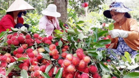 Quả chôm chôm của Việt Nam chính thức được xuất khẩu sang New Zealand: Hoa quả của Việt Nam đang ngày càng khẳng định được thương hiệu tại các thị trường khó tính ( Thời sự trưa 10/4/2018)