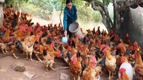 Nâng cao hiệu quả chăn nuôi gà vườn đồi (29/4/2018)