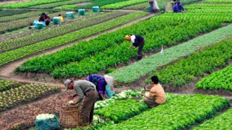 Sản xuất sạch góp phần xây dựng nông thôn mới (19/4/2018)