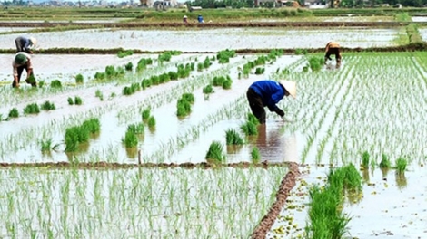 Năm đầu tiên Vĩnh Phúc hết lo chống hạn vụ Đông Xuân (25/4/2018)