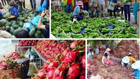 Lao đao tìm đầu ra cho nông sản (11/4/2018)
