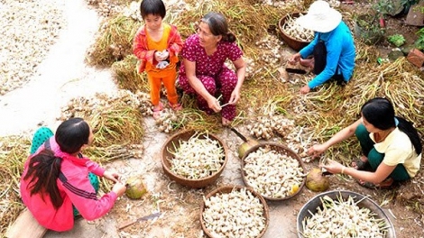 Bảo vệ thương hiệu tỏi Lý Sơn: Không nên chỉ lo “phần ngọn” (2/4/2018)