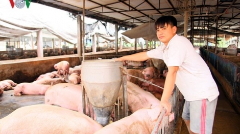 Giá lợn tăng trở lại, người chăn nuôi cũng không mặn mà tái đàn (27/4/2018)