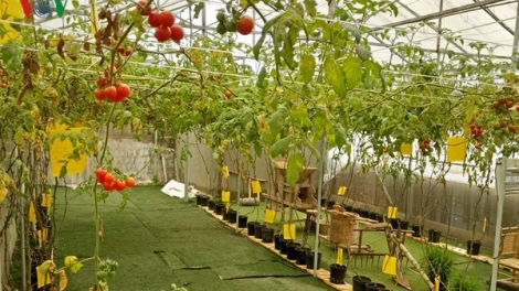 Thúc đẩy nông nghiệp hữu cơ phát triển bền vững (15/4/2018)