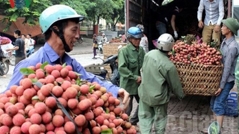 Để điệp khúc “được mùa, mất giá” không xảy ra khi vải thiều trúng vụ (23/4/2018)