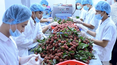 Quý I năm 2018 GDP nông nghiệp tăng cao nhất trong 13 năm qua: Làm sao để bền vững? (6/4/2018)