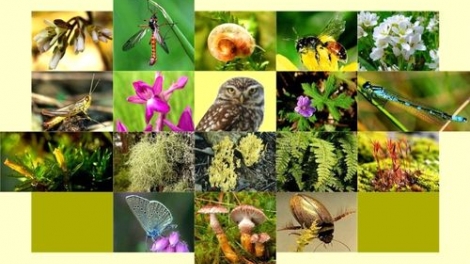 25 năm đồng hành Công ước đa dạng sinh học - vẫn còn nhiều việc phải làm (24/5/2018)