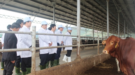 Gắn sản xuất với thị trường - câu chuyện ở tỉnh Quảng Bình (17/5/2018)